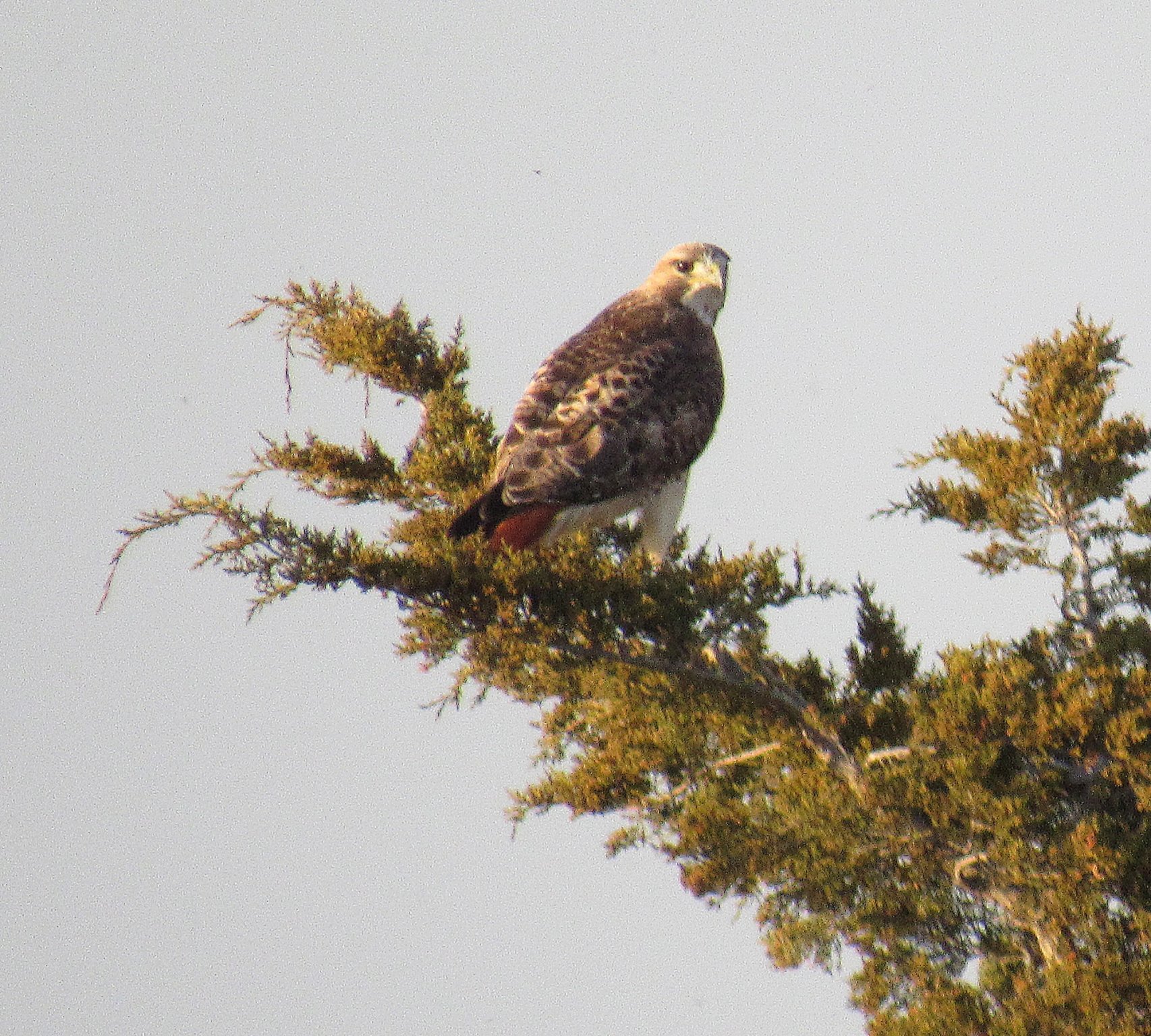 Red-tailed Hawk a.jpg