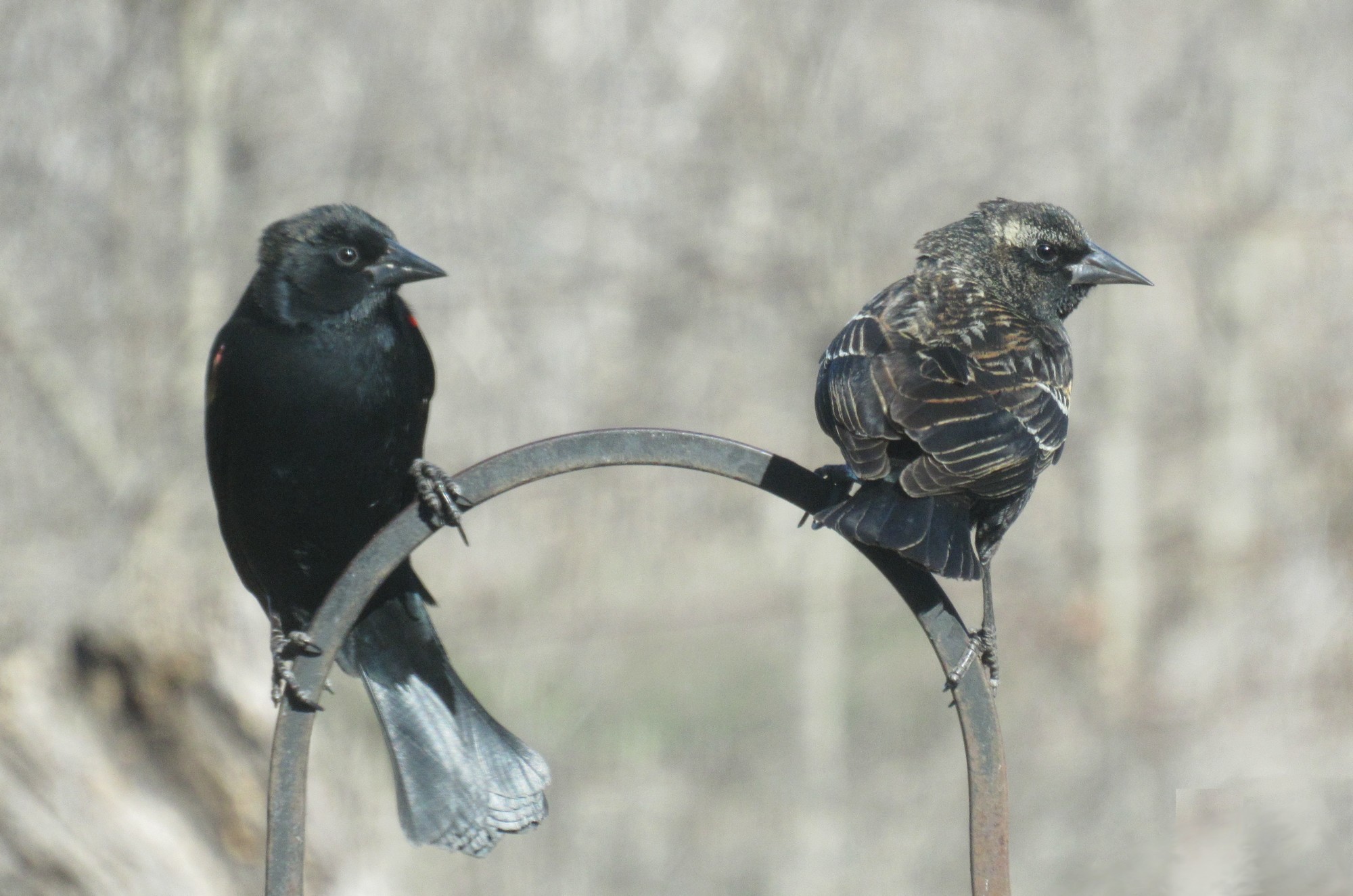 Red-winged Blackbirds.jpg