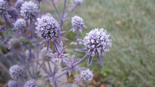 Sea Holly.JPG