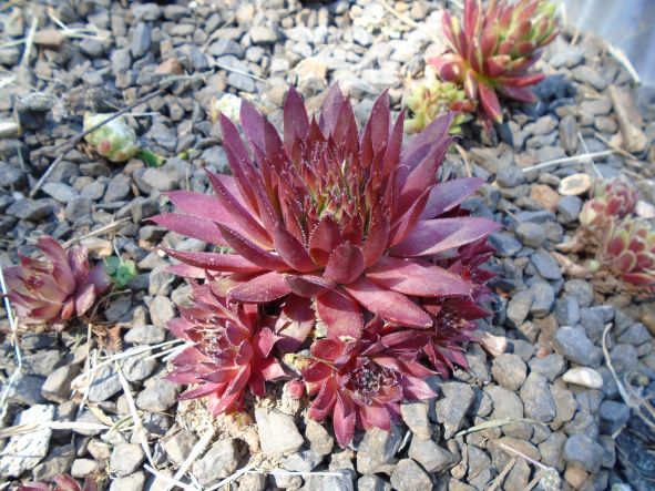 SEMPERVIVUM 'OTHELLO' a.JPG