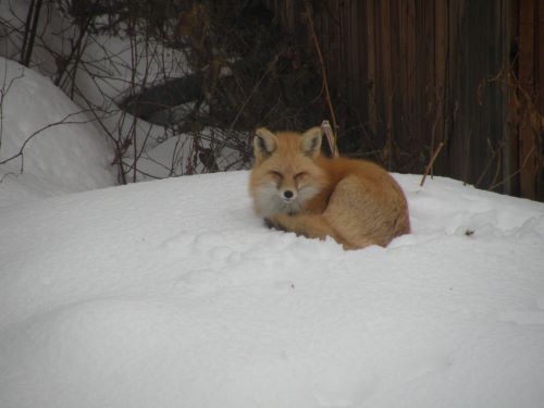 Sleepy fox.JPG