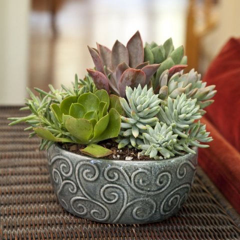 Succulent-N9-21162-Swirl-GP-SUC8D_2.jpg