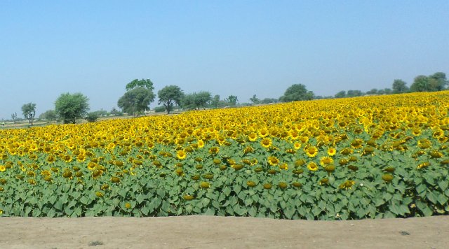 Sunflowers by the roadside.jpg