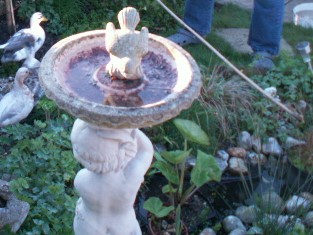 thumbnail_bird bath.jpg