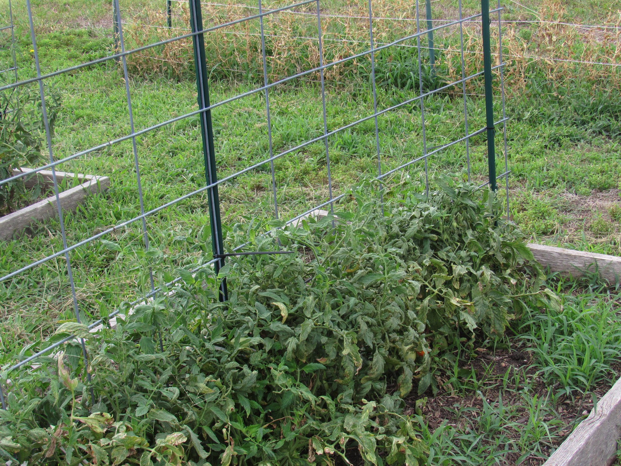 tomato trellis.jpg