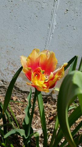 tulip2.jpg