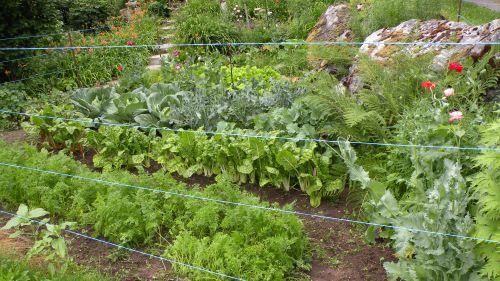 Upper veggie garden.JPG