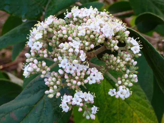 viburnum.jpg