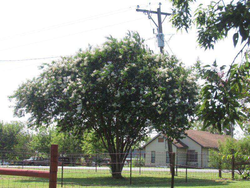 White crepe myrtle.jpg