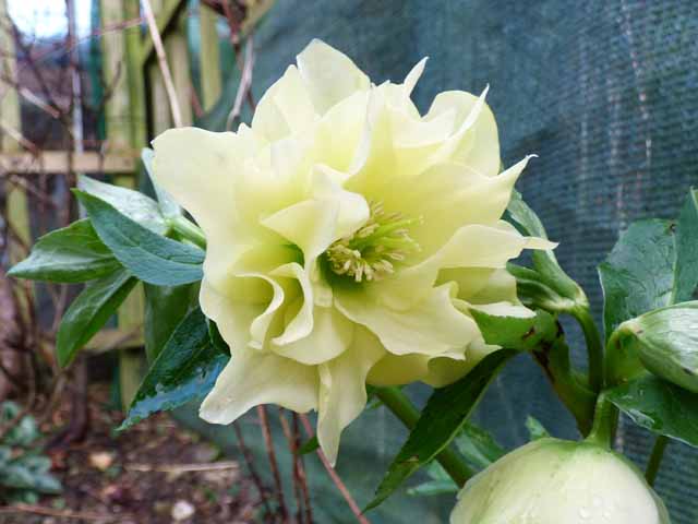 yellowdoublehellebore.jpg