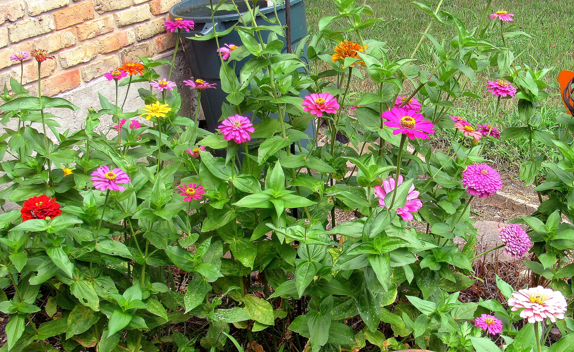 Zinnias b.jpg