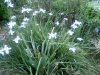 White iris 2x.jpg