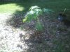 new papaya tree 1xx.jpg