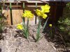 daffs (Medium) (Small).JPG