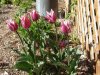 lily tulips ballade (Medium) (Small).JPG