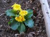 primrose (Medium) (Small).JPG