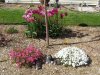 lily tulips and creeping phlox (Medium).JPG