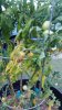 Tomato Plant.jpg