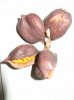 ID these seeds01.jpg