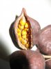 ID these seeds02.jpg