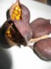 ID these seeds03.jpg