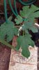 Fig from seeds (09-DEC-2018) 03.jpg