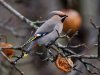 Photo Waxwing.JPG