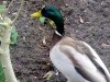 Ducks March 2019 _3.JPG