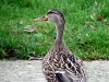 Ducks March 2019 _4.JPG