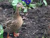 Ducks March 2019 _5.JPG