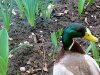 Ducks March 2019 _6.JPG