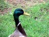 Ducks March 2019 _7.JPG