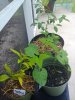 Dwarf Tangerine & Lime Tree, Bush Beans.jpg