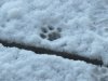 Snowy paw print.jpg