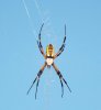 Argiope 7.jpg