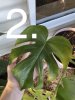 monstera yellowingg.jpg