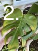 monstera yellowing.jpg