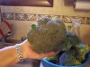 broccoli head (Small) (2).JPG