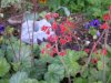 coral bells (Small).JPG