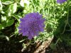 scabious (Small).JPG