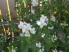 mock orange (Small).JPG