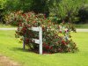 Crimson Cascade at entry fence.jpg