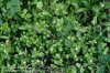 chickweed_0.jpg