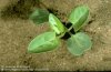 bindweed-seedling.jpg