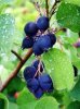 Smokey Saskatoons.jpg