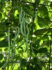 IMG_8109-beans.jpg