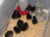 2016 Chick nursery.jpg