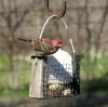 Male House Finch.jpg