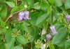 leathercup with seed pods.jpg