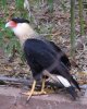 Crested Caracara.jpg